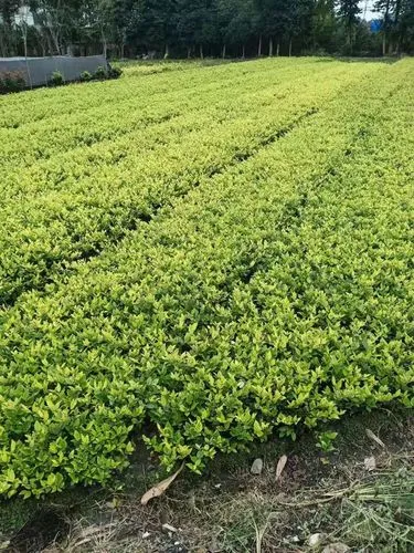 mile米乐m6官网：森林网球拍测评图纸怎么用